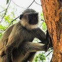 Gray Langur