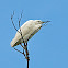 Intermediate Egret