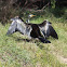 Darter (female)