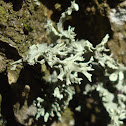 Lichen