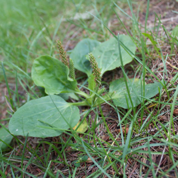 Spotting Image 1