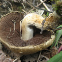 Velvety Psathyrella
