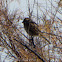 Reed Bunting; Escribano Palustre