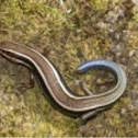 Western skink
