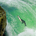 Chinook Salmon
