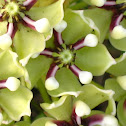Antelope Horns Milkweed