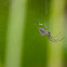 Orchard spider