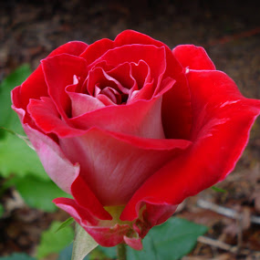 Natures beauty at it's best by Jeannie Love - Nature Up Close Flowers