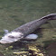 Giant Gourami