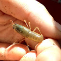 Crayfish
