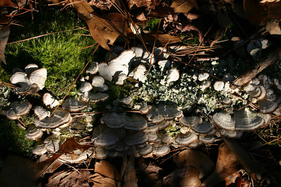 Spotting Image 1