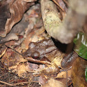 Moustached Jungle Frog