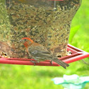 House finch (male)
