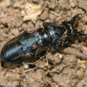Unknown beetle & red mites