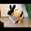 Rex Rabbit