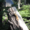 yellow- bellied marmot