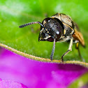 Wasp