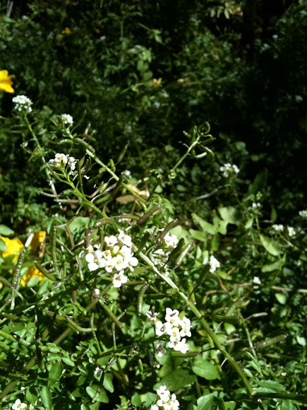 Spotting Image 1