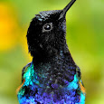 Ecuadorian Cloud Forest Biodiversity
