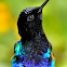 Velvet-purple Coronet