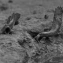 Blue Spotted Mudskipper