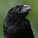 Groove-billed Ani