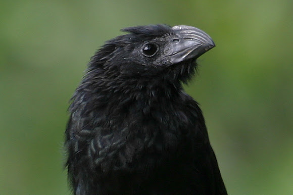 Spotting Image 1