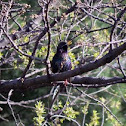 European starling