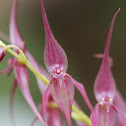 orchid