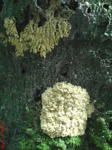 Spotting Image 1