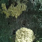 monkey's head, lion's mane, and bear's head (stachelbärte- ger.)