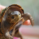 musk turtle