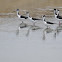 Black-necked Stilt