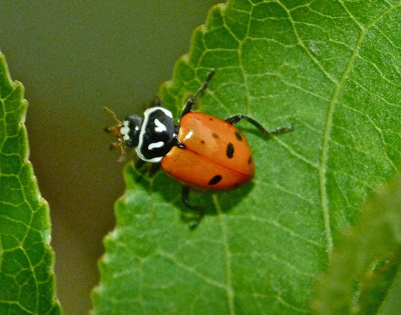 Spotting Image 1