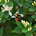 Bumble Bee