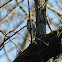 downy woodpecker