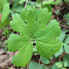 bloodroot