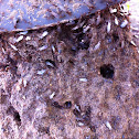 Fire ants