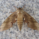 hawk moth