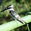 Pied kingfisher