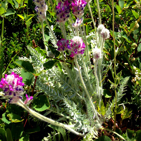 Showy Locoweed | Project Noah