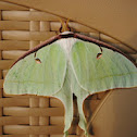 Luna moth