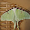 Luna moth