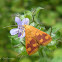 Crambid Moth