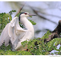 Night heron