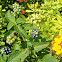 Lantana