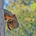 Fox squirrel