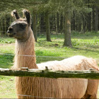 Llama