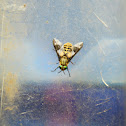 Deer Fly