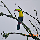 Keel billed Toucan